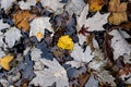 Autumn leaves in colour