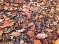 Autumn leaves colour background of Prunus Sargentii