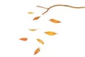 Autumn leaves composition. Dried leaves falling from tree branch. Royalty Free Stock Photo