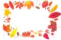 Autumn leaves composition frame isolated on white. Colorful fall leaves background border Royalty Free Stock Photo