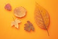 Autumn Leaves Composition On Orange Paper Background Royalty Free Stock Photo