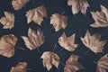 Autumn leaves composition pattern on dark background from above. Maple leaf texture on black paper. Minimal thanksgiving and Royalty Free Stock Photo