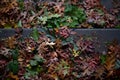 Autumn leaves on concrete steps