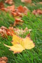 Autumn leaves in cornor of Kensington park in London