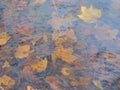 Fallen leaves submerged in water
