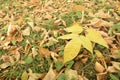 Autumn leaves covered the earth. Royalty Free Stock Photo