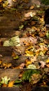 Autumn Leaves Covering Wooden Steps