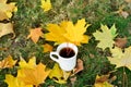 Autumn leaves and a cup of tea in the park Royalty Free Stock Photo