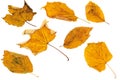 Autumn leaves, cut out isolated on white Royalty Free Stock Photo