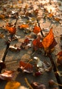 Autumn leaves on deck