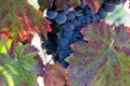 Autumn leaves dew laden blue wine grapes