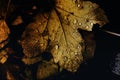 Autumn leaves with dewdrops Royalty Free Stock Photo