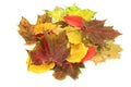 Autumn leaves