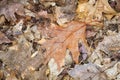 Autumn leaves Royalty Free Stock Photo