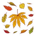 Autumn leaves different trees set september or october leaf fall. Vector outline illustration sketch colourful isolated Royalty Free Stock Photo