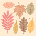 Autumn leaves, dried leaves set