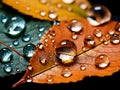 Autumn leaves with drop of dew, close up macro detailed background. Falling leaves natural backdrop