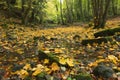 Autumn Leaves in the Dry River Bed at Nant Alyn Royalty Free Stock Photo