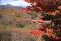 Autumn leaves at East river bridge in Kiyosato