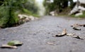 Autumn leaves on empty road