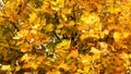 Autumn Leaves. Fall background