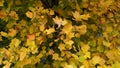 Autumn Leaves. Fall background