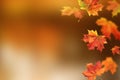 Autumn leaves. Fall colorful maple leaves on blurred background. Season background