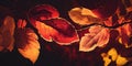 Autumn leaves. Fall colors. Seasonal fallen leaves. Maple branch closeup. Red, orange, gold colorful background wallpaper. Royalty Free Stock Photo