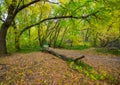 Autumn  leaves fall colours   green brown and everything in between Royalty Free Stock Photo