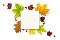 Autumn leaves fall. Dried green leaves, yellow leafs and red berries in shape frame isolated on white background with blank space Royalty Free Stock Photo