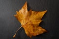 Autumn leaves, fall foliage and cycle of life in nature concept theme with a wet yellow and orange dead maple leaf on a dark black