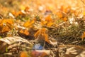 Autumn leaves in forest