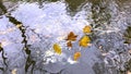 Autumn leaves fall in puddle trees reflection in water on asphalt in city  park nature landscape Royalty Free Stock Photo