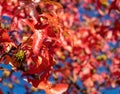 Autumn leaves, Fall season flora background. Red maple leaf close up Royalty Free Stock Photo