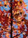 Autumn leaves, Fall season flora background. Red maple leaf close up Royalty Free Stock Photo