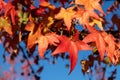 Autumn leaves, Fall season flora background. Red maple leaf close up Royalty Free Stock Photo