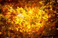 Autumn leaves fall trees nature background Royalty Free Stock Photo