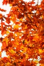 Autumn leaves fall trees nature background Royalty Free Stock Photo