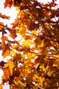 Autumn leaves fall trees nature background Royalty Free Stock Photo