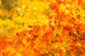 Autumn leaves fall trees nature background Royalty Free Stock Photo