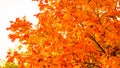 Autumn leaves fall trees nature background Royalty Free Stock Photo