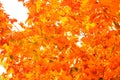 Autumn leaves fall trees nature background Royalty Free Stock Photo