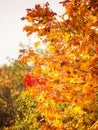 Autumn leaves fall trees nature background Royalty Free Stock Photo