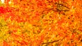 Autumn leaves fall trees nature background Royalty Free Stock Photo