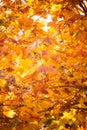 Autumn leaves fall trees nature background Royalty Free Stock Photo