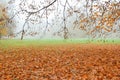 Autumn leaves fallen on the ground in misty forest park Royalty Free Stock Photo