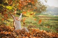 Autumn leaves falling on happy young woman in forest. The colors and mood of autumn. Beautiful young woman throwing Royalty Free Stock Photo