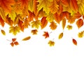 Autumn leaves falling isolated on white background