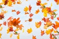 Autumn leaves are falling. Royalty Free Stock Photo