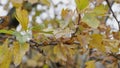 Autumn leaves falling, natural landscape